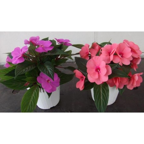 Impatiens 