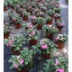 Impatiens 