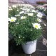 Anthemis blanche